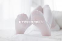 野生螃蟹的壽命有多長 